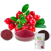 Natural Organic Cranberry Fruit Juice Concentrate Powder 