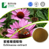 Echinacea Factory Stock Herbal Extract Polyphenol Echinacea Echinacea Root Extract