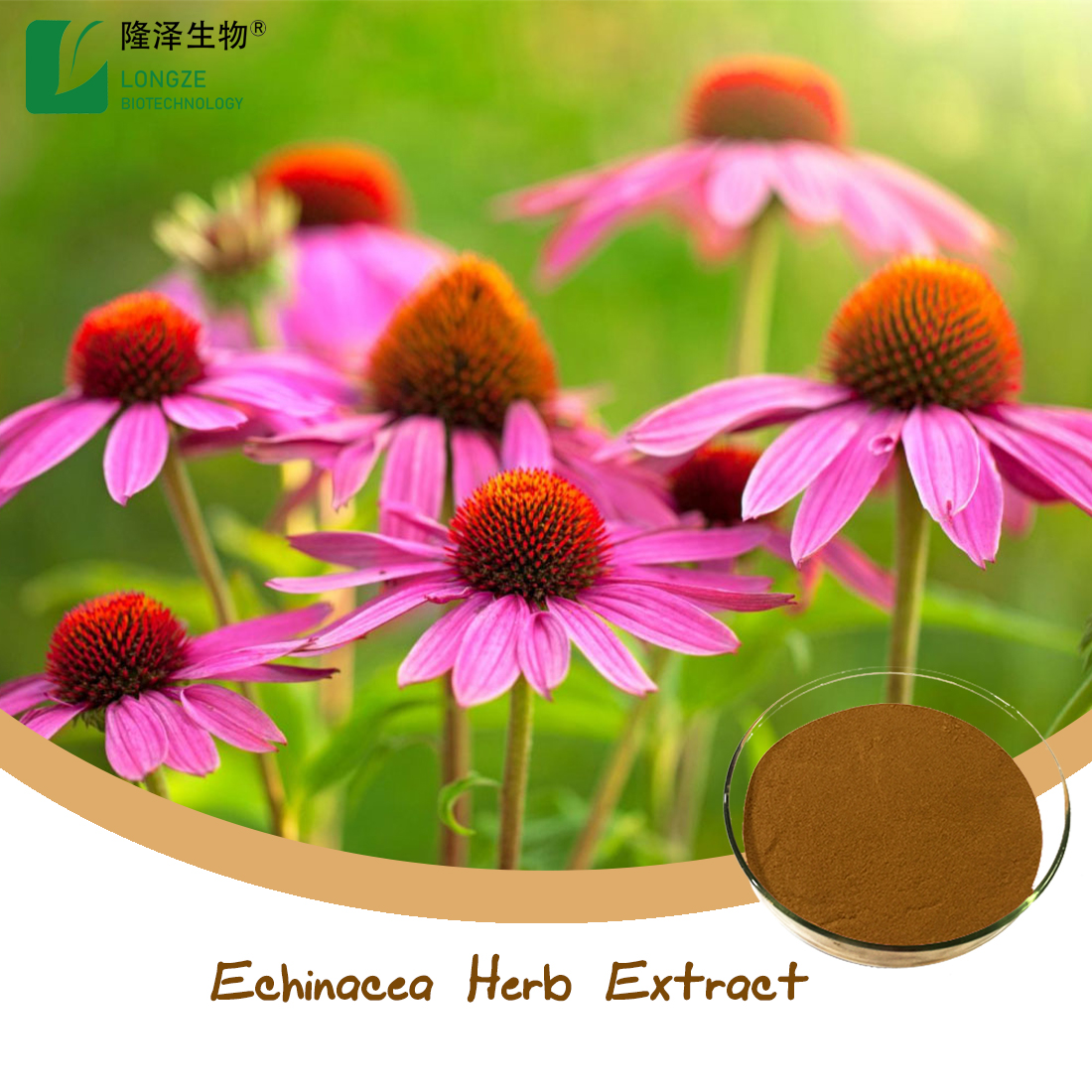 Echinacea Factory Stock Herbal Extract Polyphenol Echinacea Echinacea Root Extract