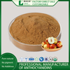 Wholesale Wild Jujube Extract Powder 