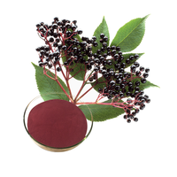 Black Elderberry Fruit Powder