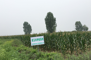 In-2015,-the-company-actively-responded-to-the-national-targeted-poverty-alleviation-policy-and-cooperated-with-local-farmers-in-Jilin-to-establish-blueberry-and-purple-corn-production-bases.2