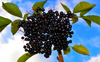 Aronia Chokeberry Extract