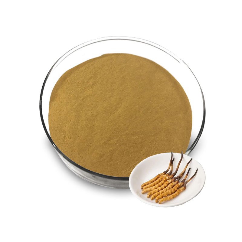 Cordyceps Sinensis Extract Powder