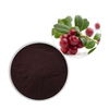 Cranberry Extract Powder Proanthocyanidins