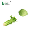 Celery Powder Ingredients Vegetable Beverage Organic Dried Celery Juice Powder
